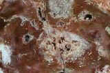 Wide, Polished Petrified Wood Limb - Madagascar #96868-2